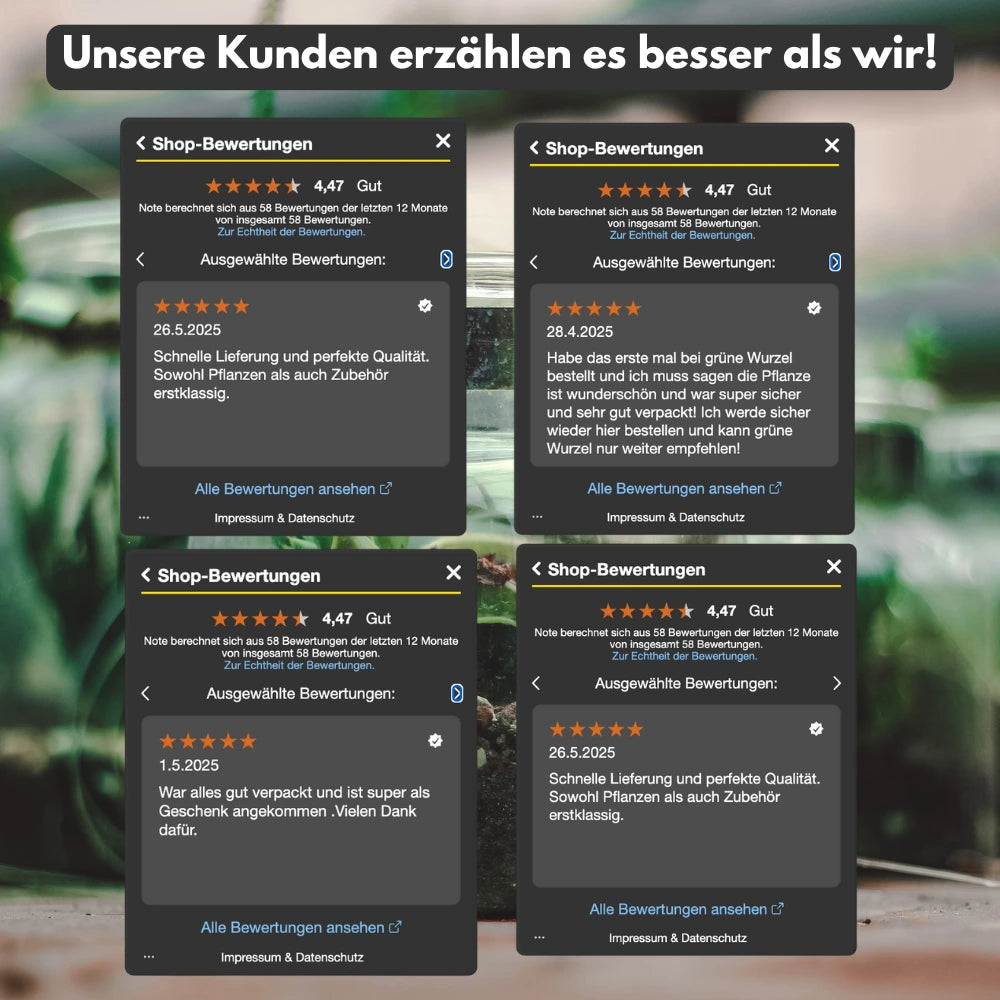 Futterstation 2 × 0,4 L mit Katzengras-Topf aus Olivenholz – hochwertiges Olivenholzprodukt