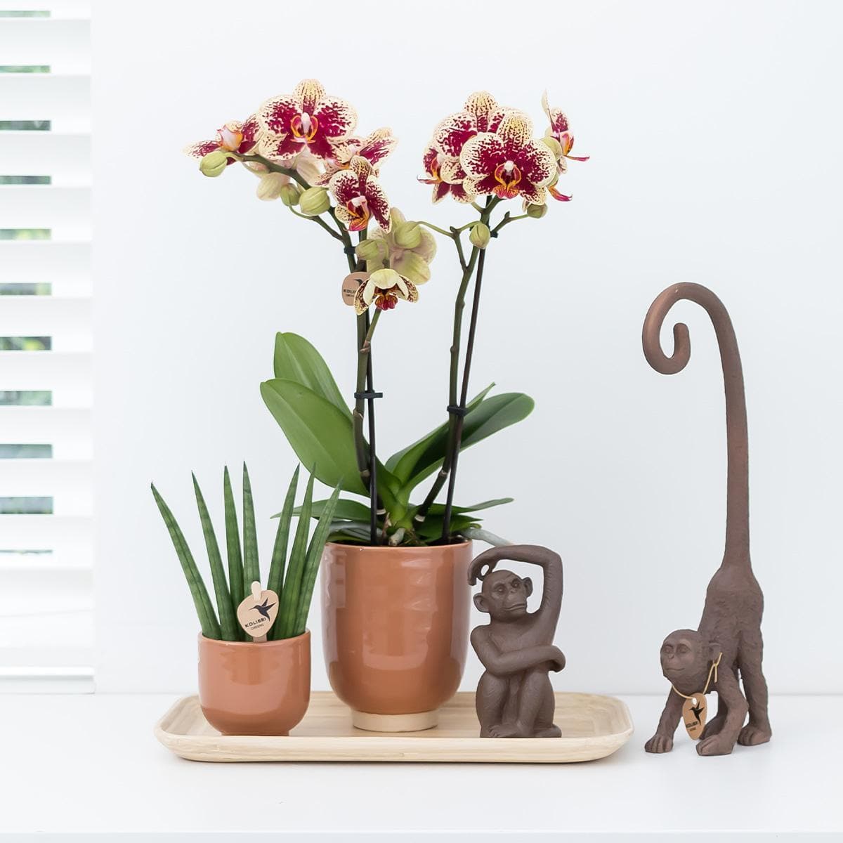 Kolibri Orchids | Orange Phalaenopsis Orchidee - Orchidaceae Schmetterlingsorchideen im cognacfarbenen Stripe-Ziertopf - Topfgröße Ø12cm | blühende Zimmerpflanze - grüne-wurzel