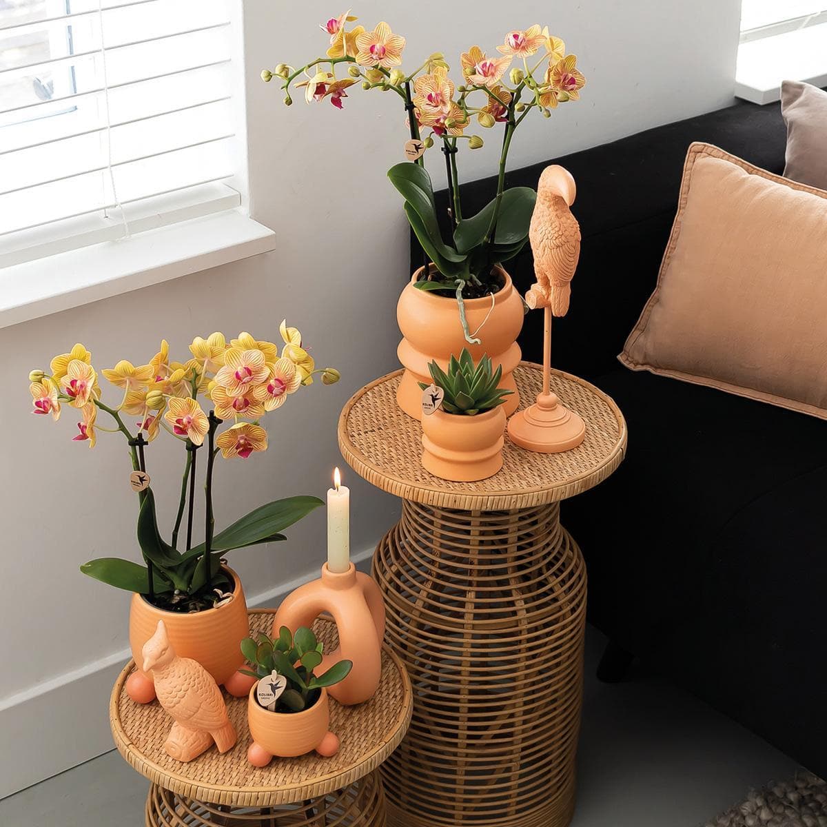 Kolibri Orchids | Orange Schmetterlingsorchidee - Phalaenopsis Jamaica Orchidaceae + Rolling dekorativer Topf Pfirsich - Topfgröße Ø9cm - 35cm hoch | blühende Zimmerpflanze im Blumentopf - frisch vom Züchter - grüne-wurzel