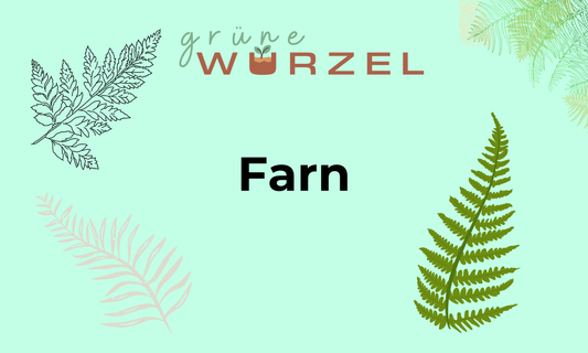 Farn: Die vielseitige Zimmerpflanze und der grüne Allrounder für Ihren Garten