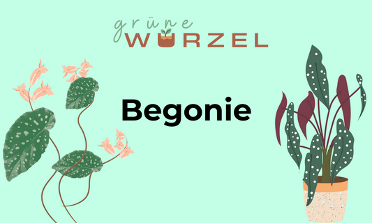 Begonien: Vielfältige Schönheiten für Garten, Balkon und Wohnraum