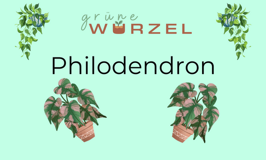 Philodendron: Pflegeleichte Zimmerpflanzen für jeden Raum