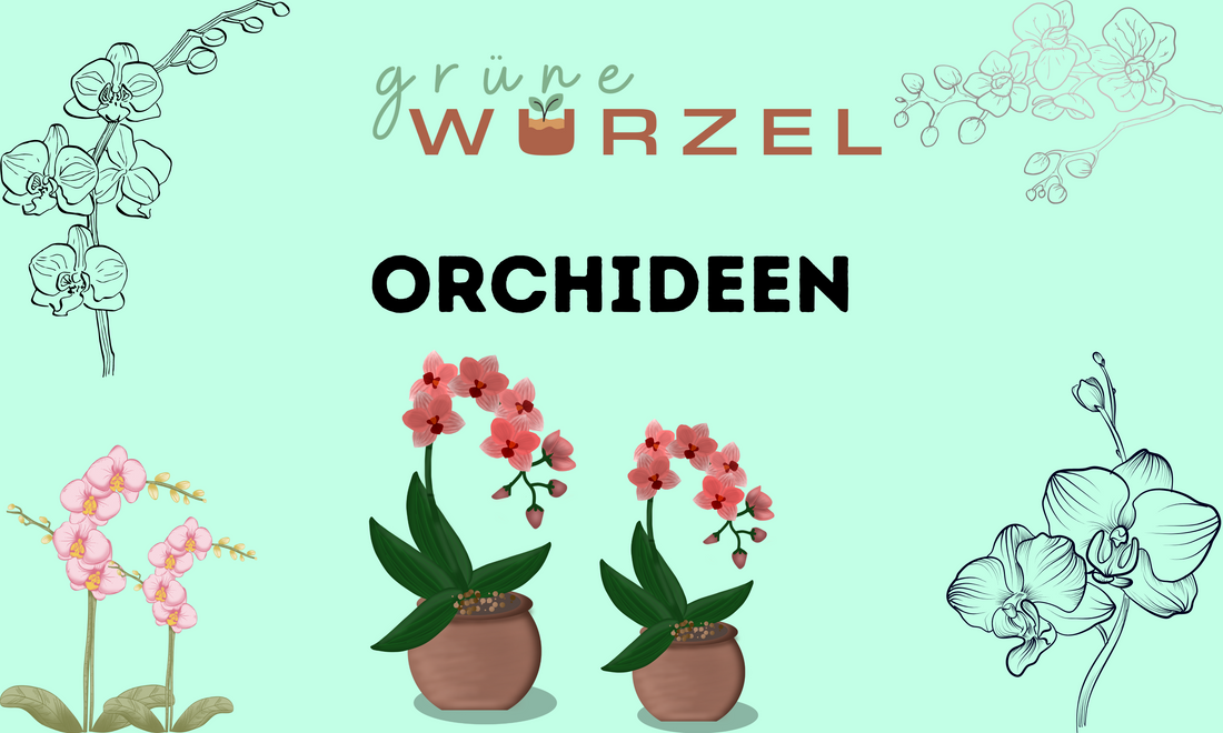 Die faszinierende Welt der Orchideen: Alles, was du wissen musst