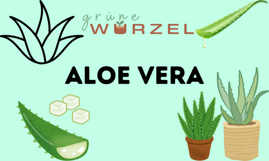 Aloe Vera: Die Wunderpflanze für dein Zuhause