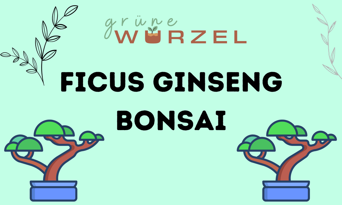 Ficus Ginseng Bonsai: Ein faszinierender Miniaturbaum für dein Zuhause