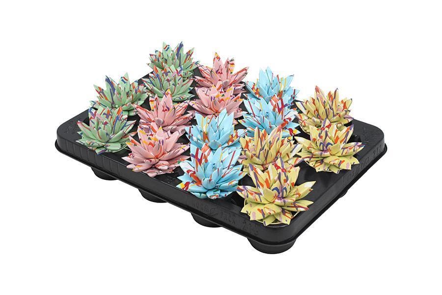 16x Echeveria Farbsplash Pastellmix – Sukkulenten Ø6 cm, Höhe 8 cm – Farbenpracht für jeden Raum - grüne-wurzel