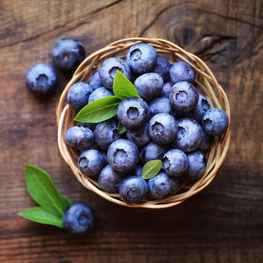 Blaubeeren Heidelbeeren Bundle für mehr & größere Beeren - Berkeley und Bluecrop Heidelbeeren / Blaubeeren - grüne-wurzel