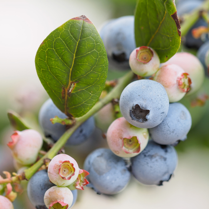 Blaubeeren Heidelbeeren Bundle für mehr & größere Beeren - Berkeley und Bluecrop Heidelbeeren / Blaubeeren - grüne-wurzel