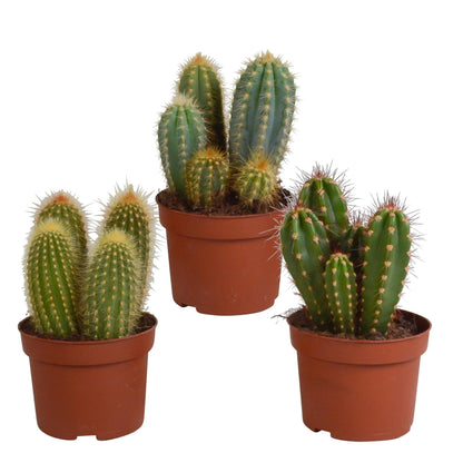 3x Vielseitiges Cereus-Kakteen-Set, 3 Stück - 10,5 cm Topf - Perfekt für Innen & Außen - grüne-wurzel