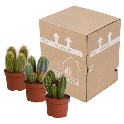 3x Vielseitiges Cereus-Kakteen-Set, 3 Stück - 10,5 cm Topf - Perfekt für Innen & Außen - grüne-wurzel