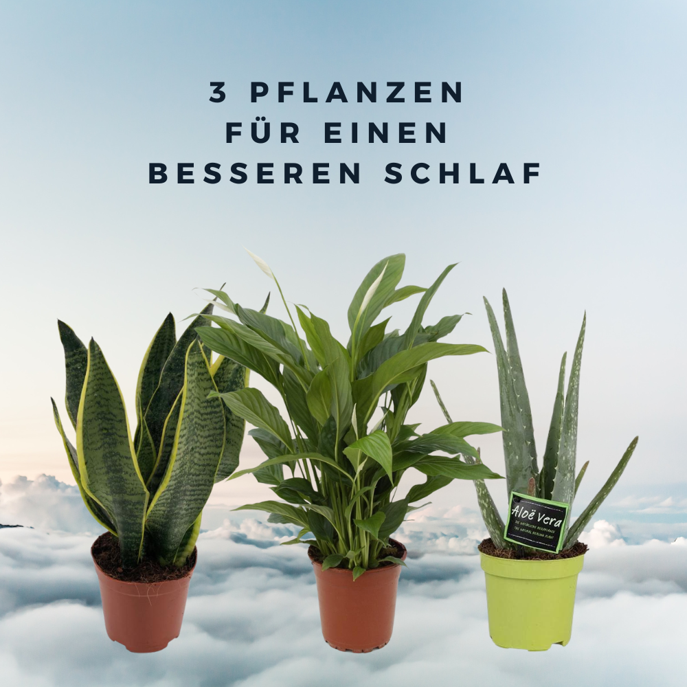 3 Pflanzen für einen besseren Schlaf - Mehr Luft, Mehr Grün, Mehr Leben - Spathiphyllum (Einblatt), Aloe Vera, Sansevieria Superba - grüne-wurzel