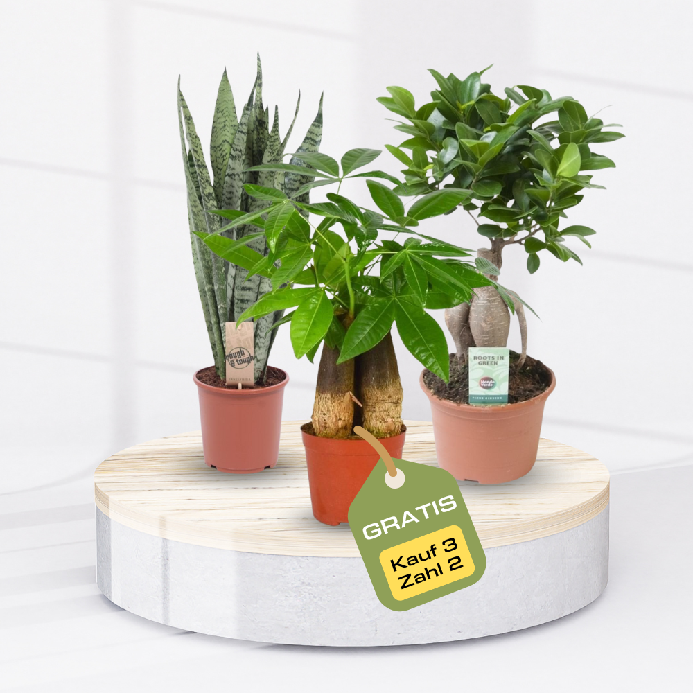 3er-Set perfekt für Pflanzen-Anfänger: pflegeleichte und coole Zimmerpflanzen - Mehr Grün, Mehr Leben. Sansevieria Zeylanica, Pachira Aquatica (3 Stämme), Ficus Ginseng Bonsai - grüne-wurzel