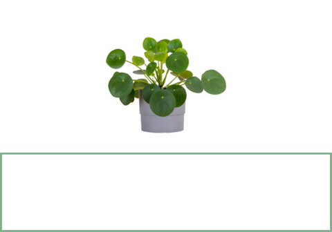 Pilea