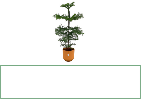 Araucaria