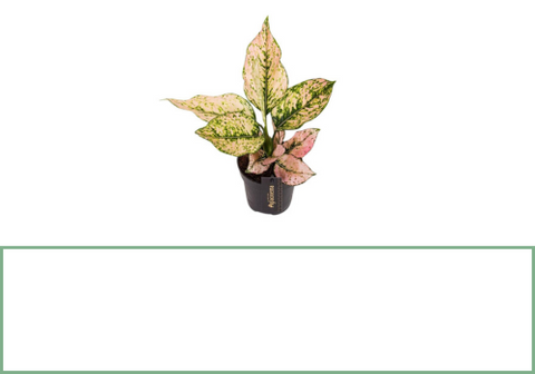 Aglaonema