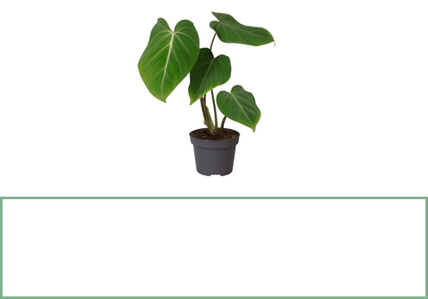 Philodendron