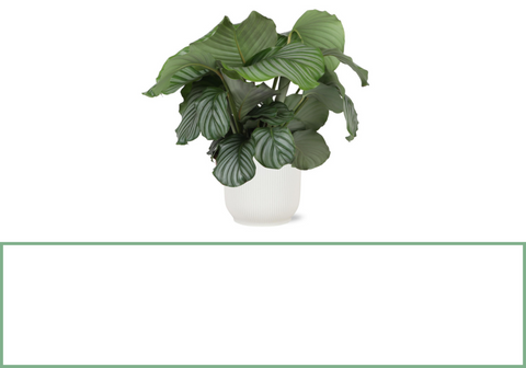 Calathea