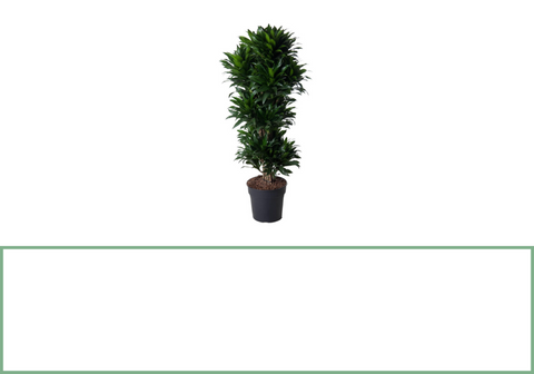 Dracaena