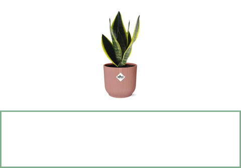 Sansevieria