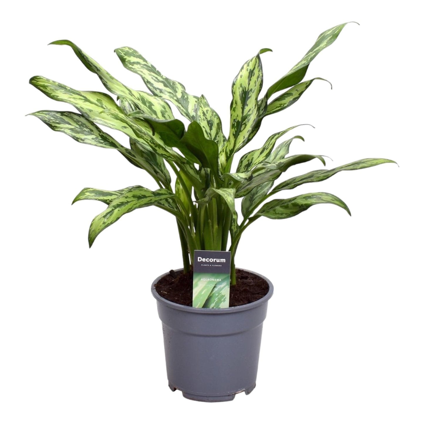 Aglaonema Juliette - Stilvolle Zimmerpflanze - 40 cm Höhe - Ø12 cm Topf - grüne-wurzel