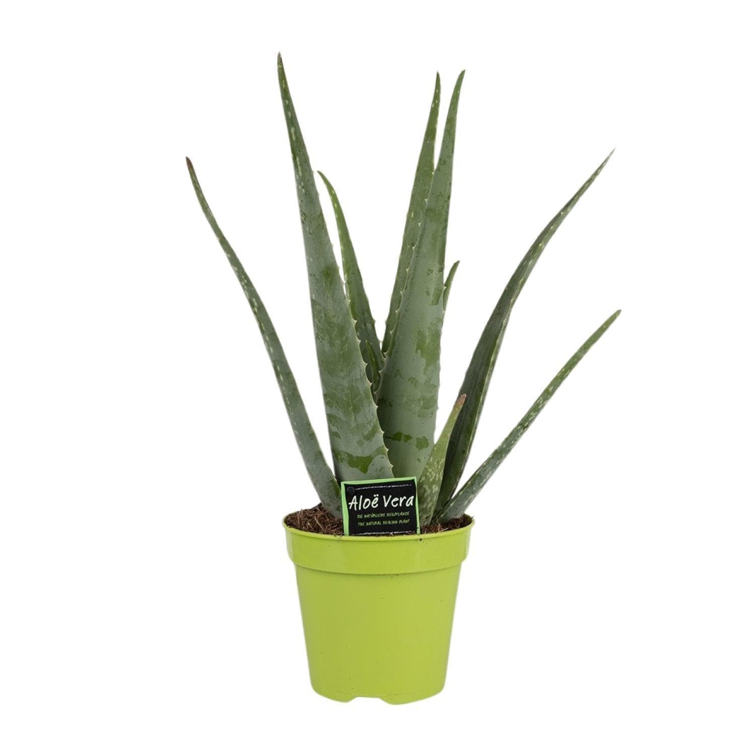 Aloe Vera 'Grüne Oase' - Stilvolle Sukkulente in lebendigem Topf Ø15cm, Höhe 65cm - Natürliches Wellness-Element - grüne-wurzel