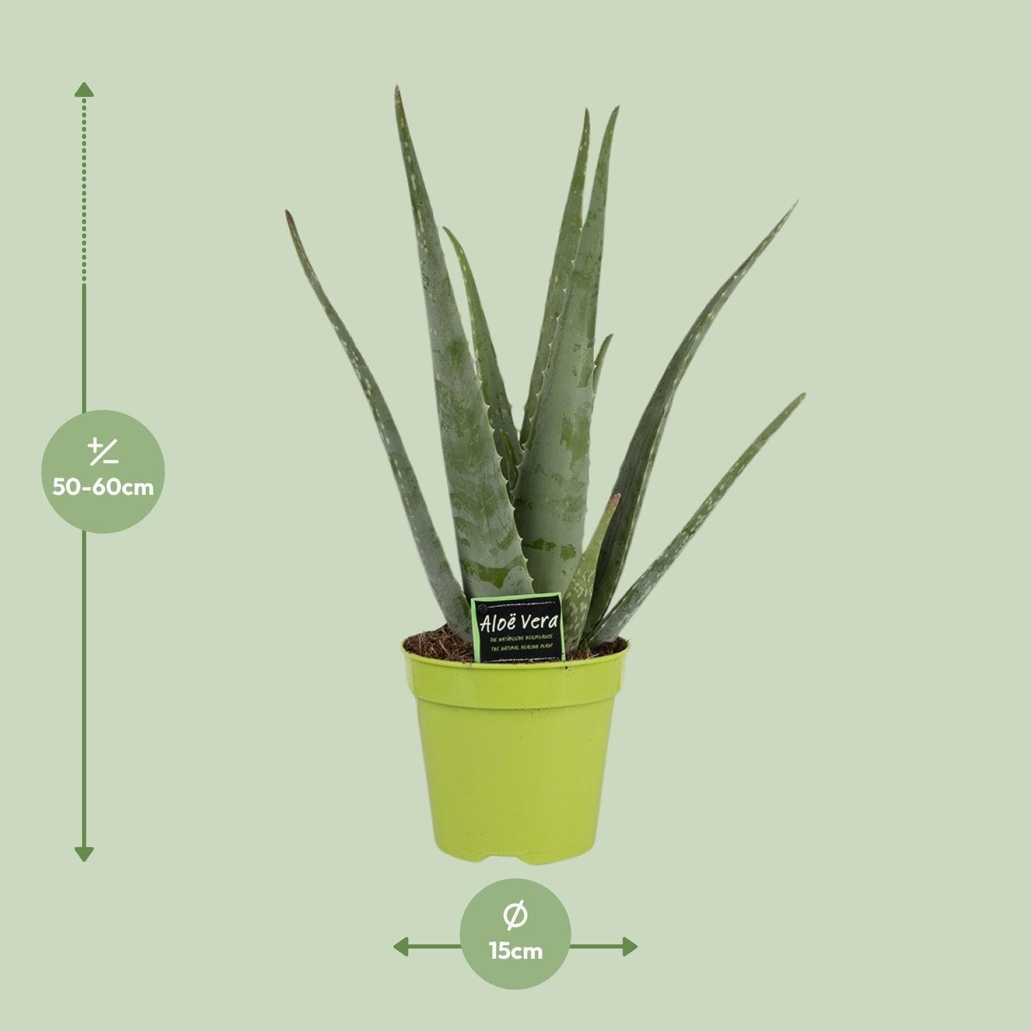 Aloe Vera 'Grüne Oase' - Stilvolle Sukkulente in lebendigem Topf Ø15cm, Höhe 65cm - Natürliches Wellness-Element - grüne-wurzel