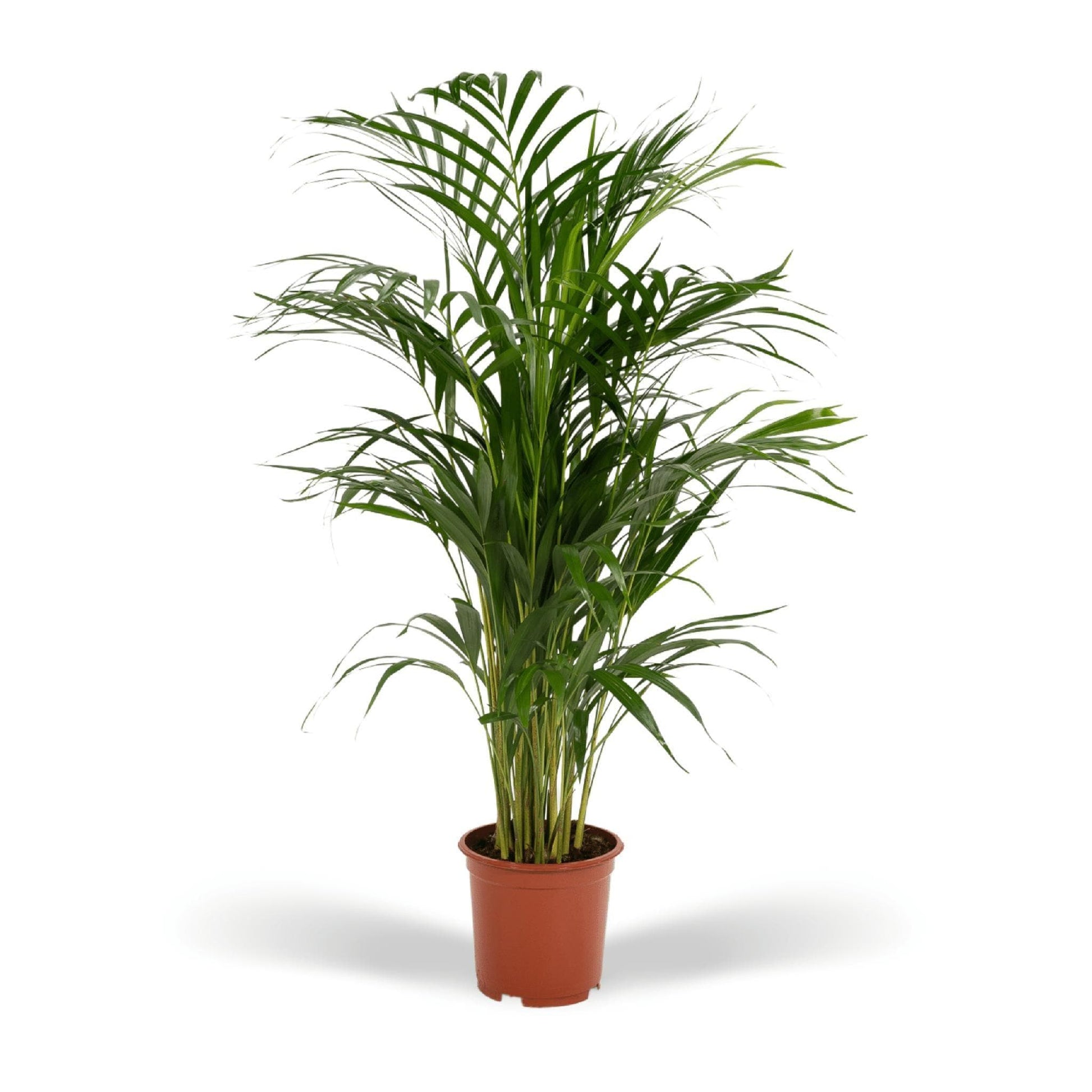 Areca Palme Dypsis Lutescens - Ø 19 cm, Höhe 85 cm - Optimal für Halbschatten Zimmerpflanze - grüne-wurzel