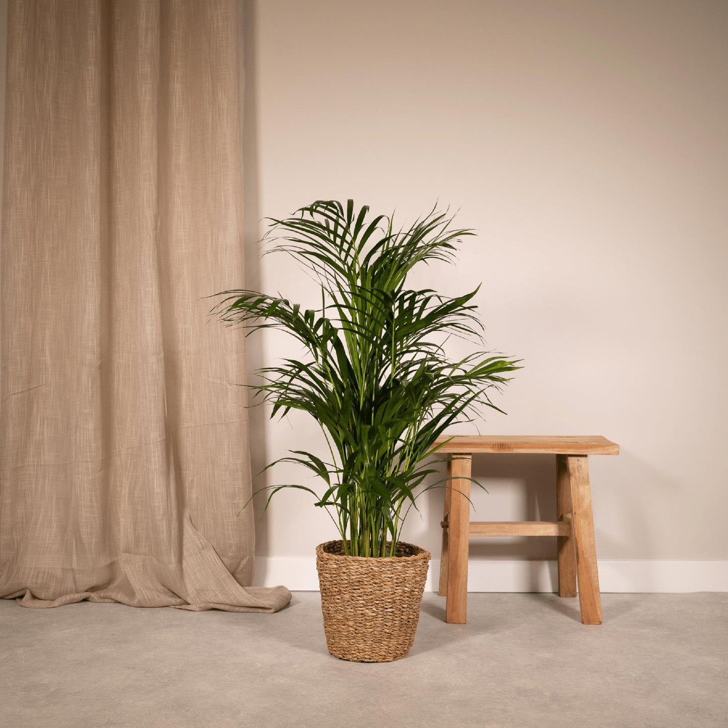 Areca Palme Dypsis Lutescens - Ø 19 cm, Höhe 85 cm - Optimal für Halbschatten Zimmerpflanze - grüne-wurzel