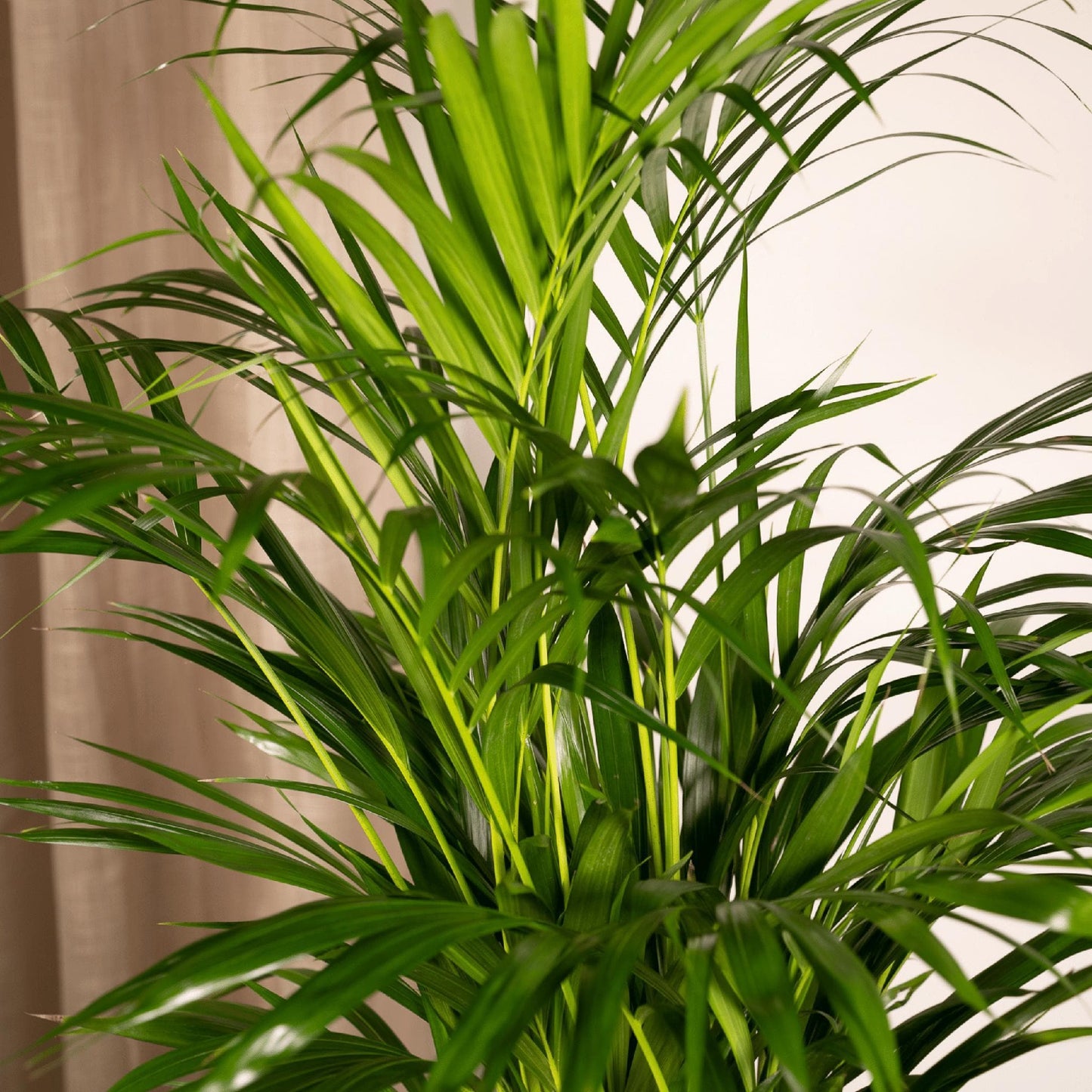 Areca Palme Dypsis Lutescens - Ø 19 cm, Höhe 85 cm - Optimal für Halbschatten Zimmerpflanze - grüne-wurzel