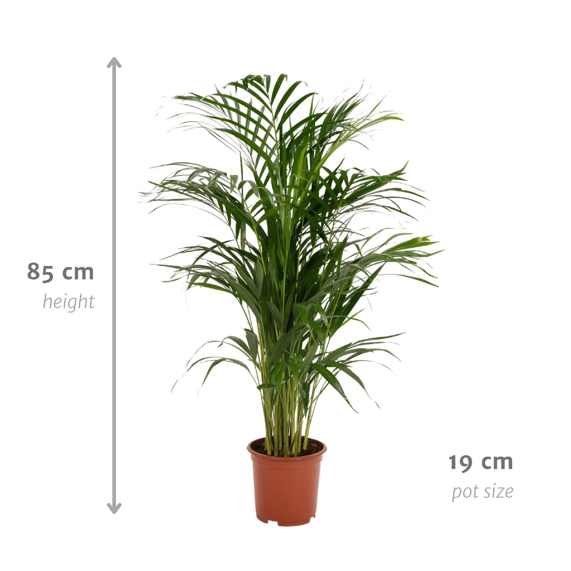 Areca Palme Dypsis Lutescens - Ø 19 cm, Höhe 85 cm - Optimal für Halbschatten Zimmerpflanze - grüne-wurzel