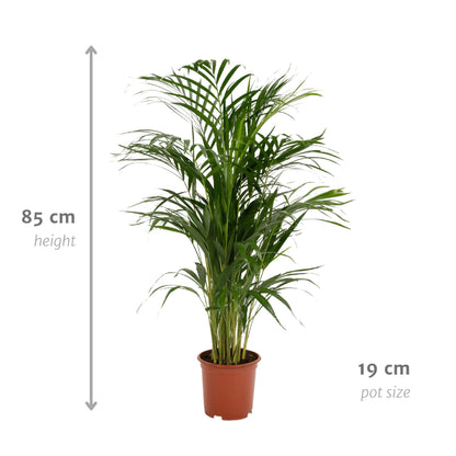 Areca Palme Dypsis Lutescens - Ø 19 cm, Höhe 85 cm - Optimal für Halbschatten Zimmerpflanze - grüne-wurzel