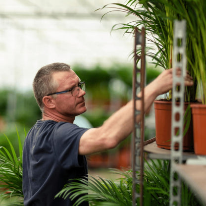 Areca Palme Dypsis Lutescens - Ø 19 cm, Höhe 85 cm - Optimal für Halbschatten Zimmerpflanze - grüne-wurzel