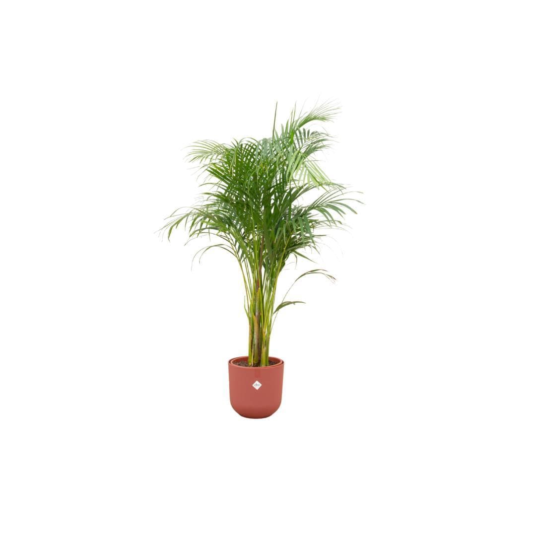 Areca-Palme im Elho Jazz Round Rot Topf Ø26 cm - Höhe 140 cm - grüne-wurzel