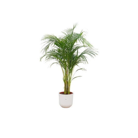 Areca Palme im Elho Jazz Round Weiß Topf Ø26 cm - Höhe 140 cm - grüne-wurzel