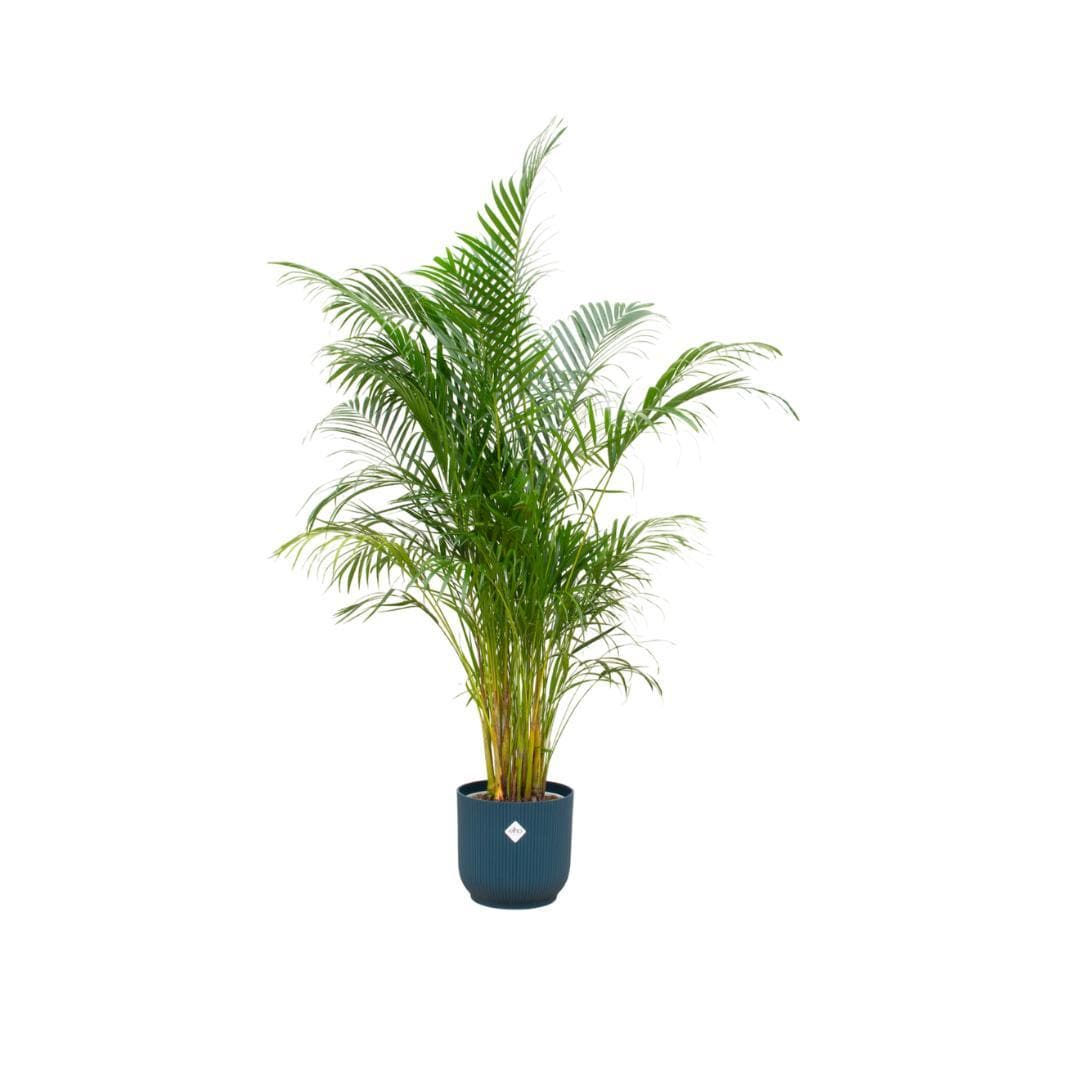 Areca-Palme im Elho Vibes Fold Round Blau Ø30 cm - Höhe 160 cm - grüne-wurzel