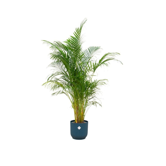 Areca-Palme im Elho Vibes Fold Round Blau Ø30 cm - Höhe 160 cm - grüne-wurzel