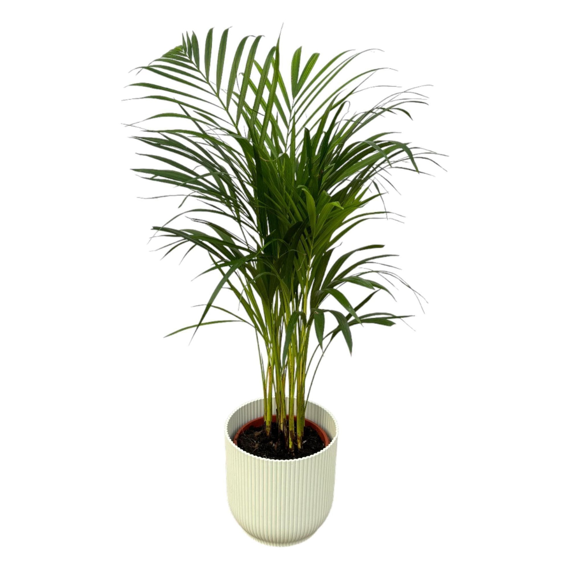 Areca Palme im Elho Vibes Fold Topf - Höhe 85 cm, Durchmesser 19 cm | Ideal für moderne Wohnräume - grüne-wurzel