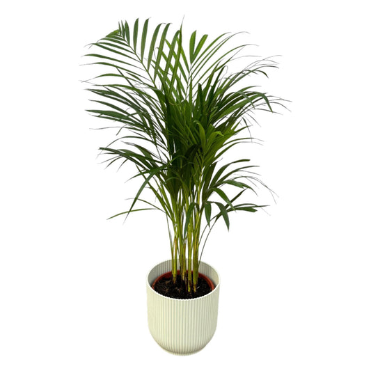 Areca Palme im Elho Vibes Fold Topf - Höhe 85 cm, Durchmesser 19 cm | Ideal für moderne Wohnräume - grüne-wurzel