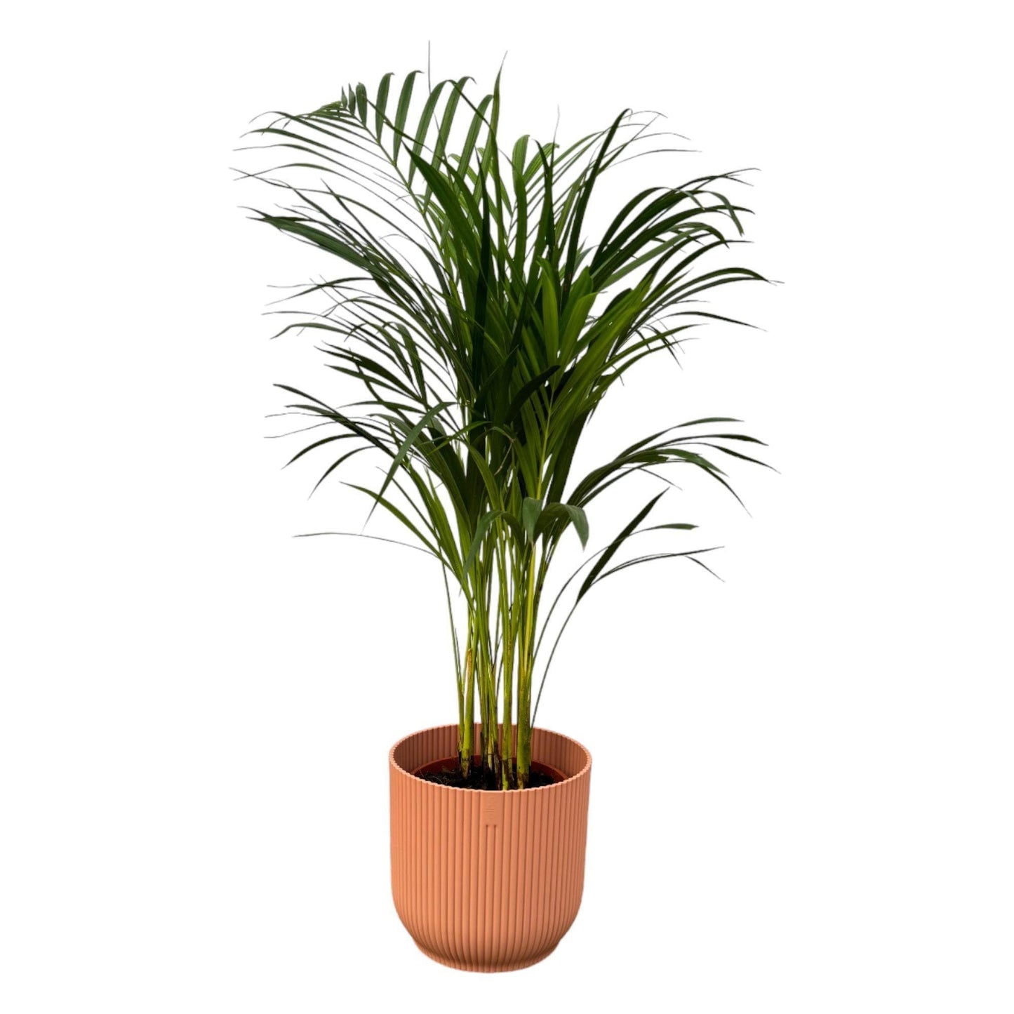 Areca Palme im Elho Vibes Fold Topf - Höhe 85 cm, Durchmesser 19 cm | Perfekt für stilvolle Innenräume - grüne-wurzel