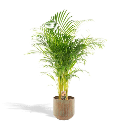 Areca-Palme in dekorativem Topf - Höhe 130 cm - Durchmesser 24 cm - grüne-wurzel