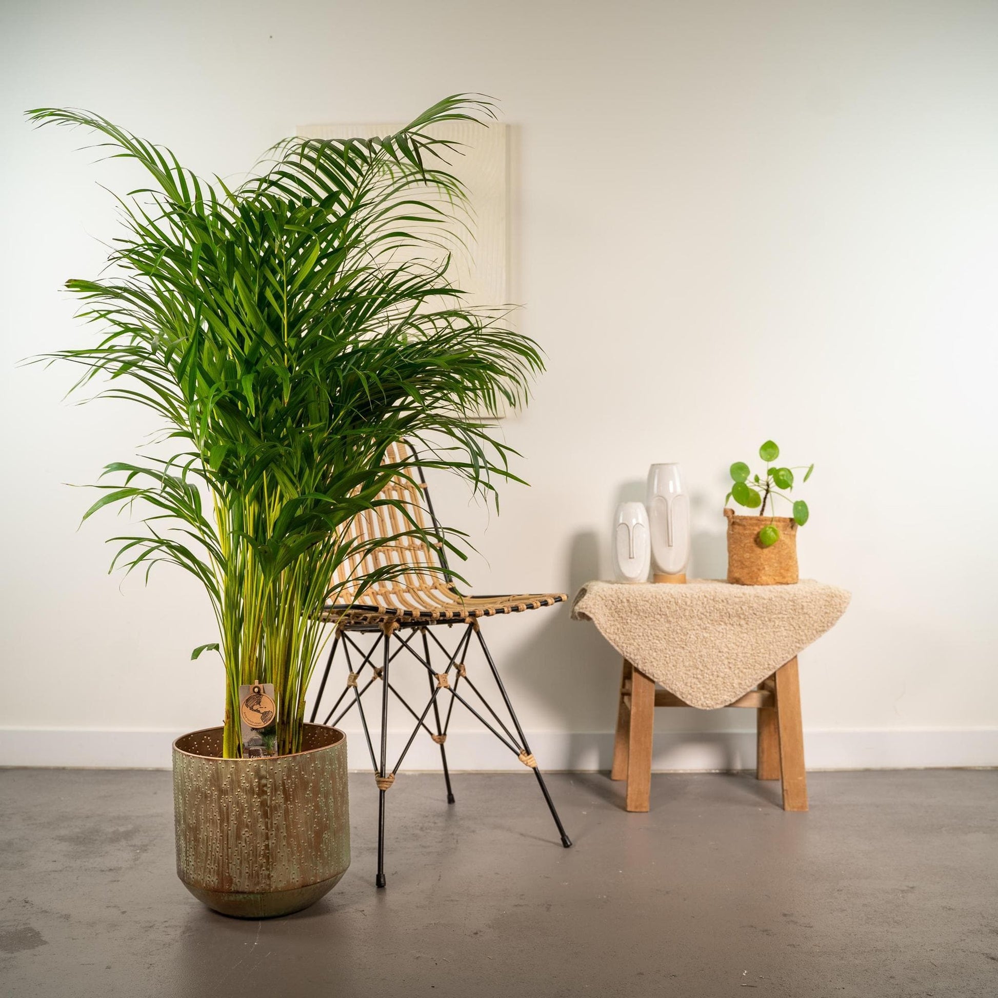 Areca-Palme in dekorativem Topf - Höhe 130 cm - Durchmesser 24 cm - grüne-wurzel