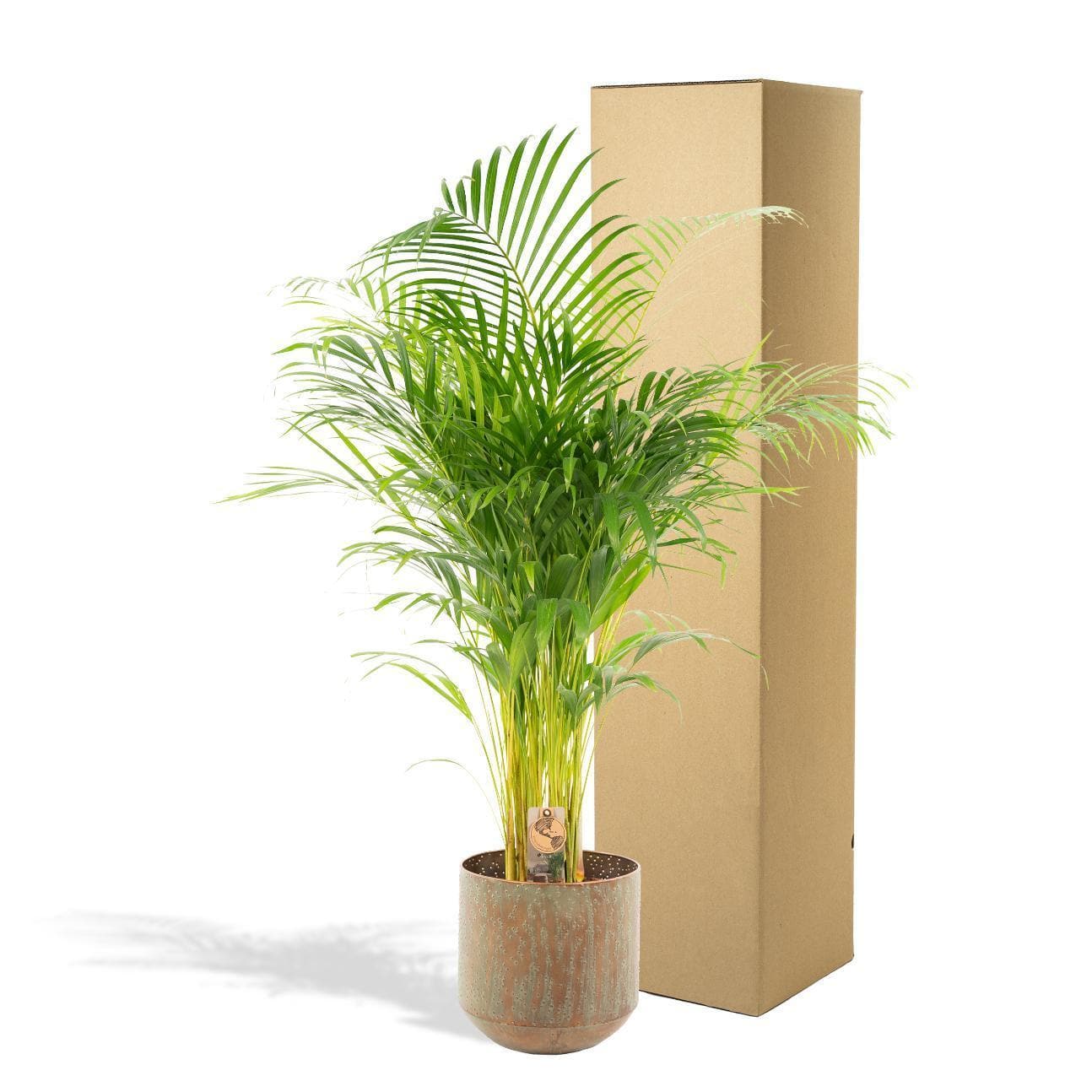 Areca-Palme in dekorativem Topf - Höhe 130 cm - Durchmesser 24 cm - grüne-wurzel