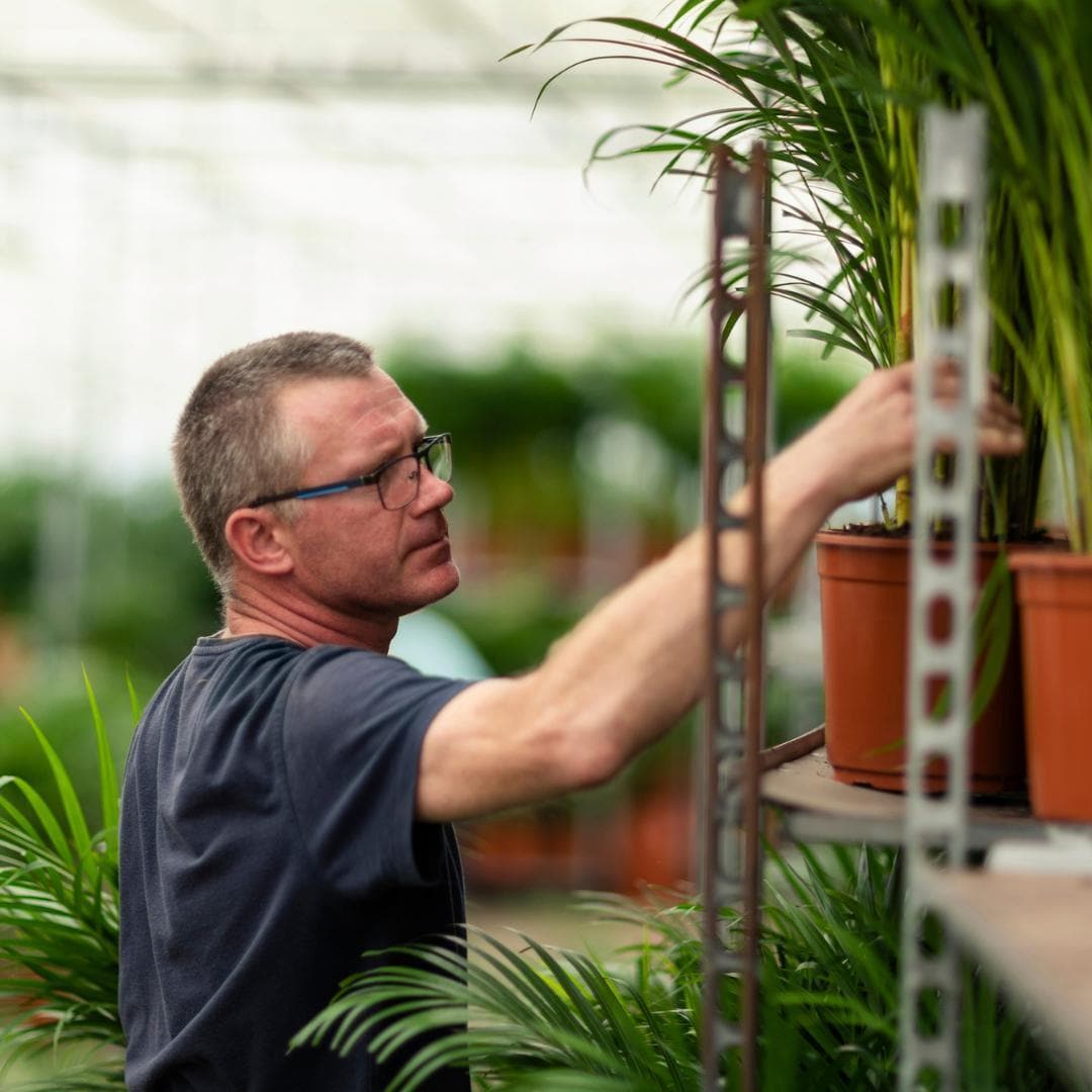 Areca-Palme in dekorativem Topf - Höhe 130 cm - Durchmesser 24 cm - grüne-wurzel