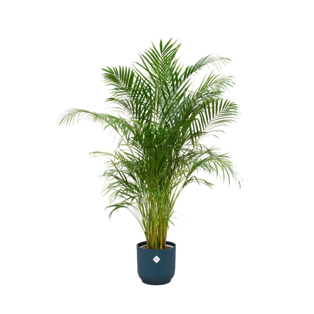 Areca-Palme in Elho Vibes Fold Round Topf - Blau Ø30 cm - Höhe 180 cm - grüne-wurzel