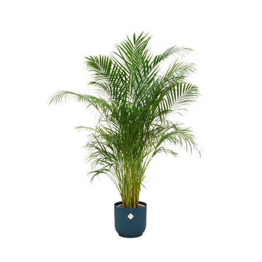 Areca-Palme in Elho Vibes Fold Round Topf - Blau Ø30 cm - Höhe 180 cm - grüne-wurzel