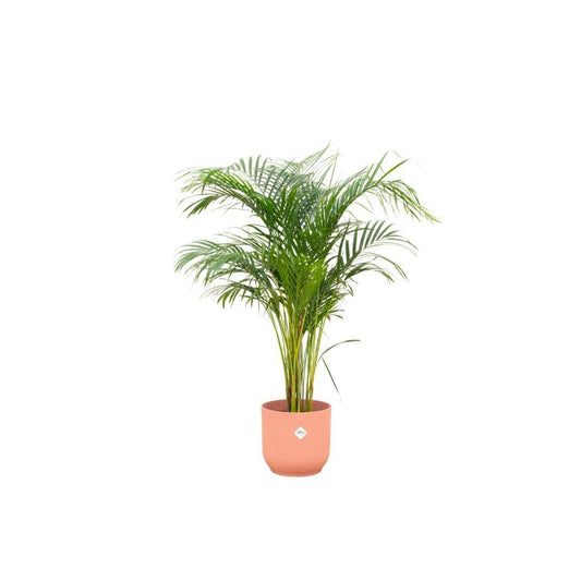 Areca-Palme in Elho Vibes Fold Round Topf - Rosa Ø30 cm - Höhe 140 cm - grüne-wurzel