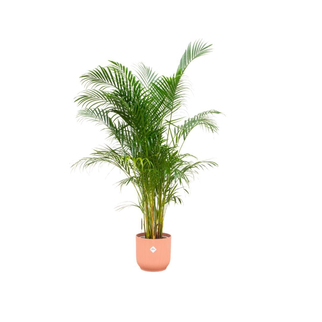 Areca-Palme in Elho Vibes Fold Round Topf - Rosa Ø30 cm - Höhe 160 cm - grüne-wurzel