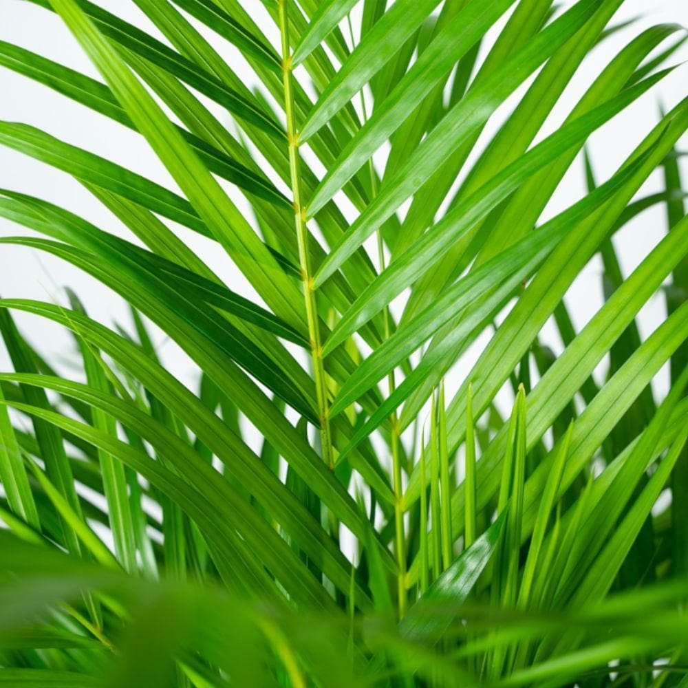 Areca Palme mit dekorativem Topf - 110 cm Höhe - 21 cm Durchmesser - grüne-wurzel