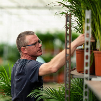 Areca Palme mit dekorativem Topf - 110 cm Höhe - 21 cm Durchmesser - grüne-wurzel