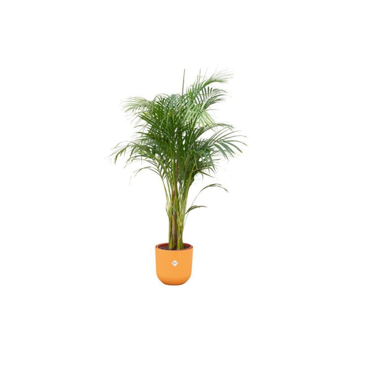 Areca-Palme mit Elho Jazz Round Gelb Topf Ø26 cm - Höhe 140 cm - grüne-wurzel